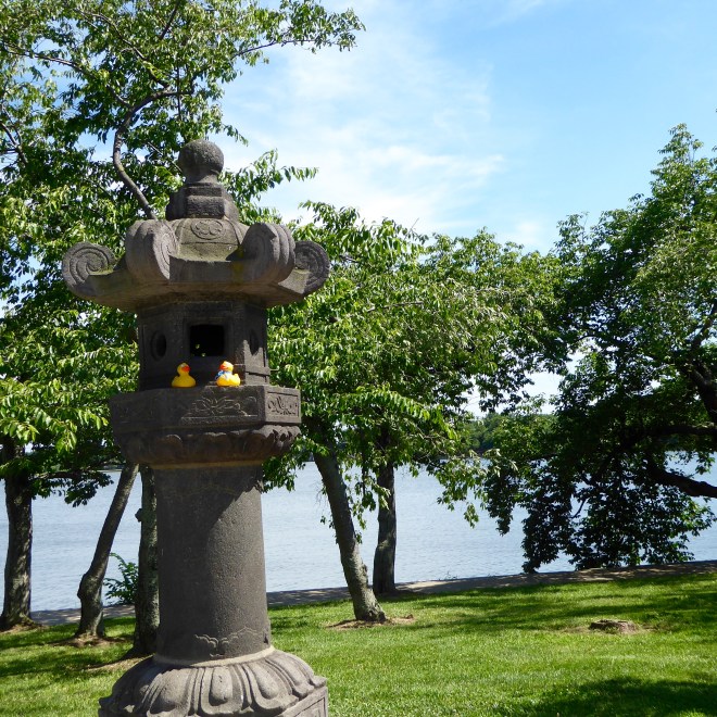 Celebrating gift of Japanese Cherry Trees from Japan