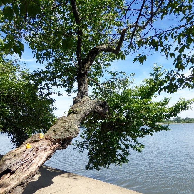 Leaning over Tidal Basin. Don't fall