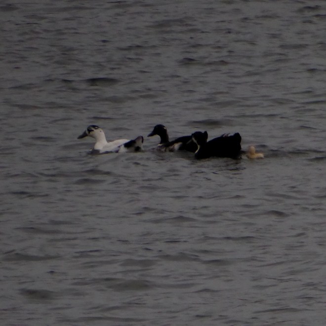 This duck family has a baby duck.