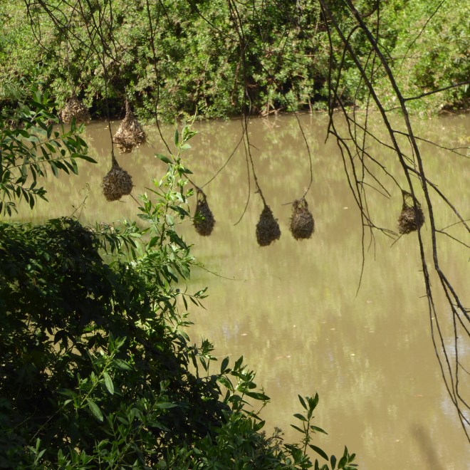 Nests of Weaver birds