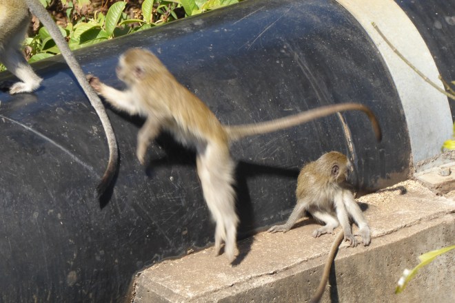 Monkeys are so playful