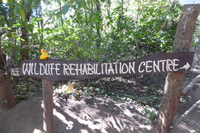 Lilongwe Wildlife Center is also a rehabilitation center