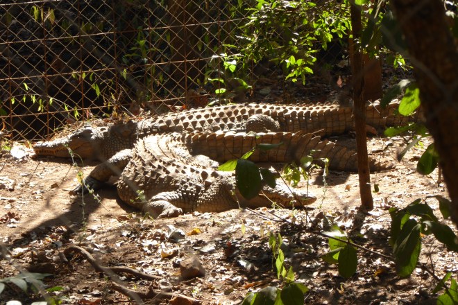 African crocodile