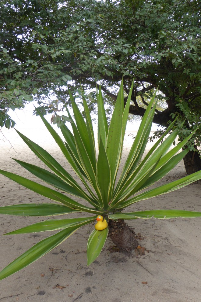 Love tropical plants