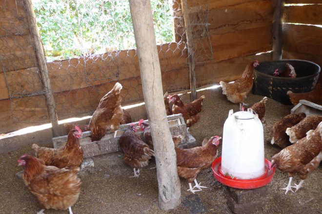 This chickens furnished eggs for our breakfast