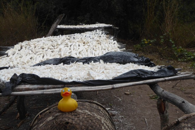 Drying cassava