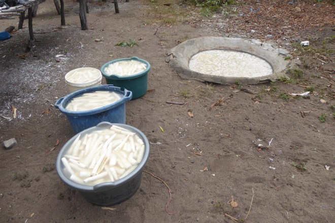 Cassava, peeled and soaking