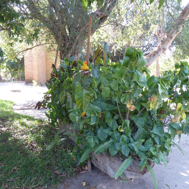 Such beautiful tropical green plants
