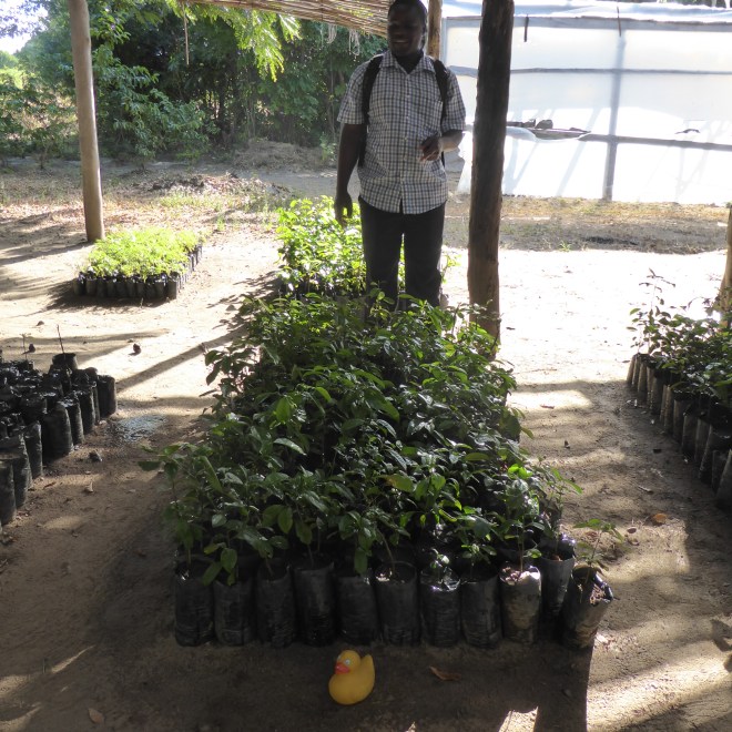 Tree seedlings