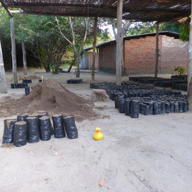 Bags of dirt to plant tree seedlings