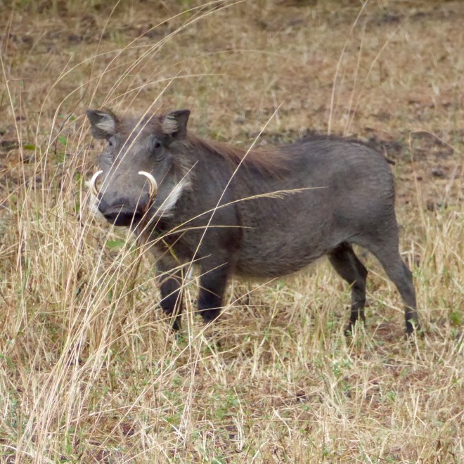 Wart hog Liwonde National Park, Malawi