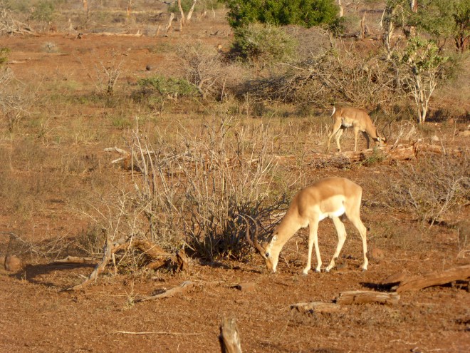 Impalas