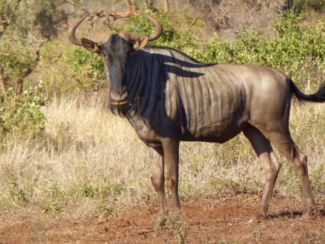 Blue Wildebeest or Gnu