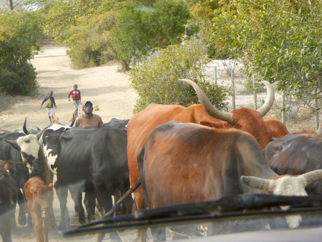 Welcoming committee?