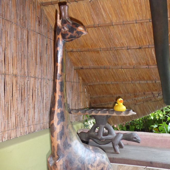 Giraffe with long neck