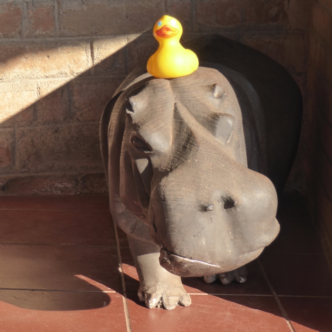 My friend, the hippo