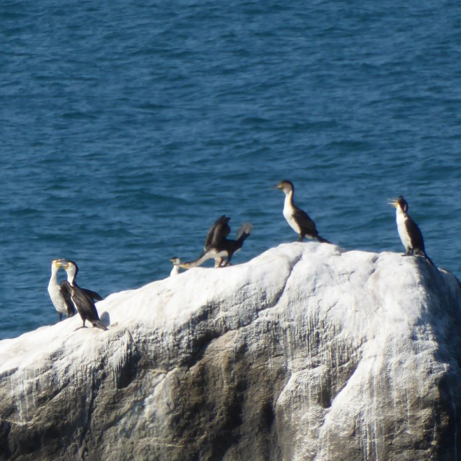 Birds on a rock by our beach
