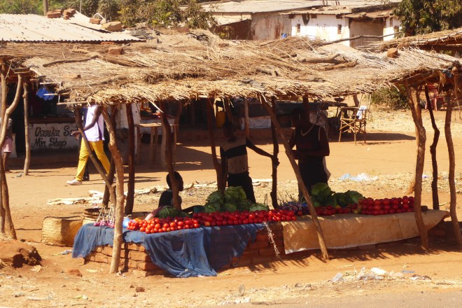 Fresh tomatoes available today