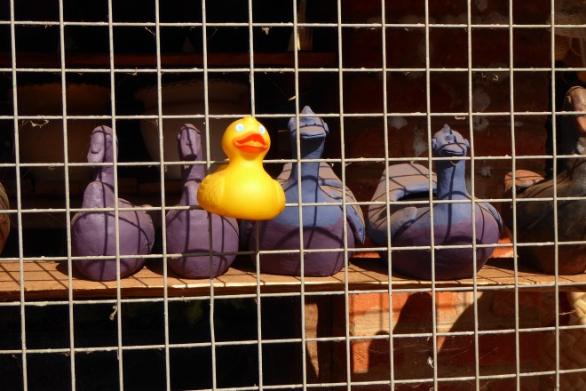 Some of my distant relatives in Zomba