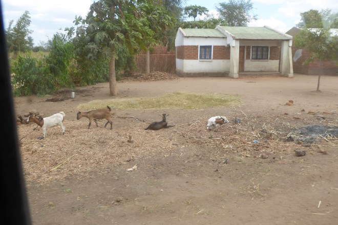 House with nearby goats
