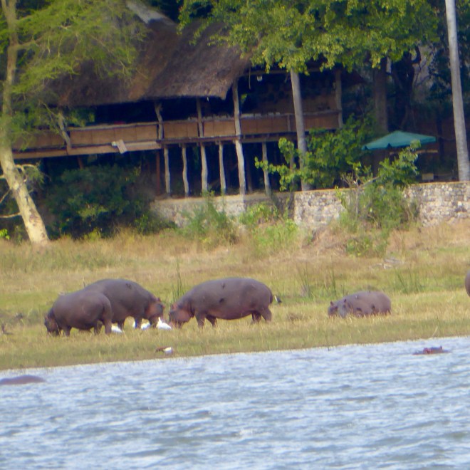 Hippos on the bank of the Shire River