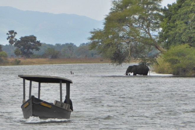 Elephant in the Shire River