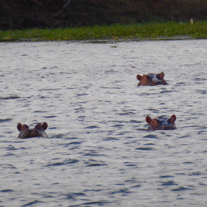 Hippos are watching us