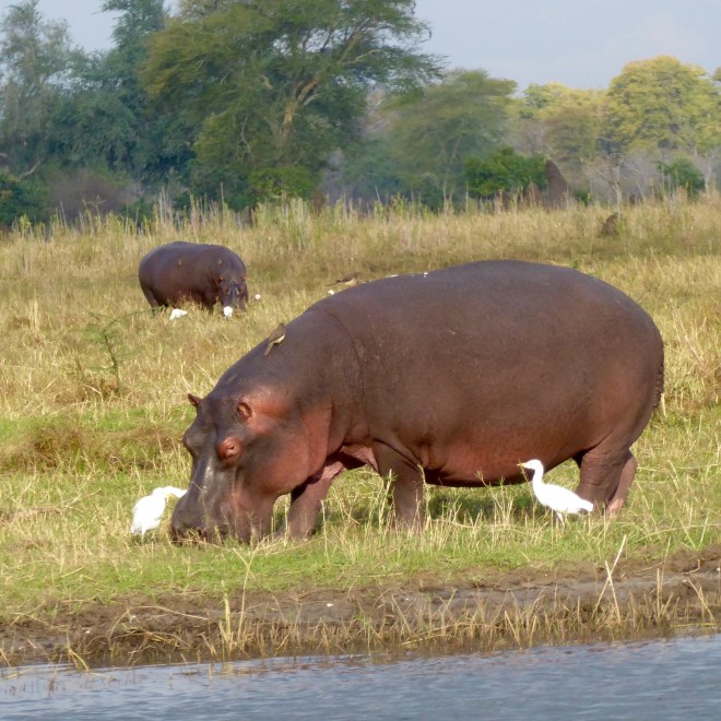 Hippos with birds