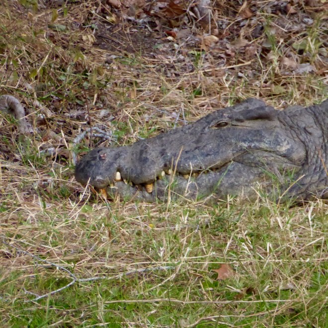Big teeth. And many of them.