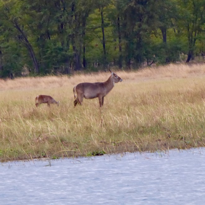 Waterbuck with young