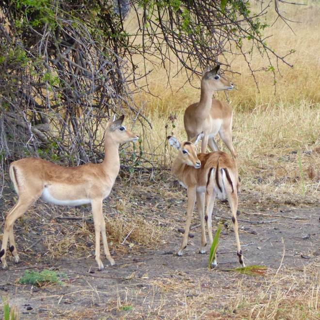 Impalas. So graceful
