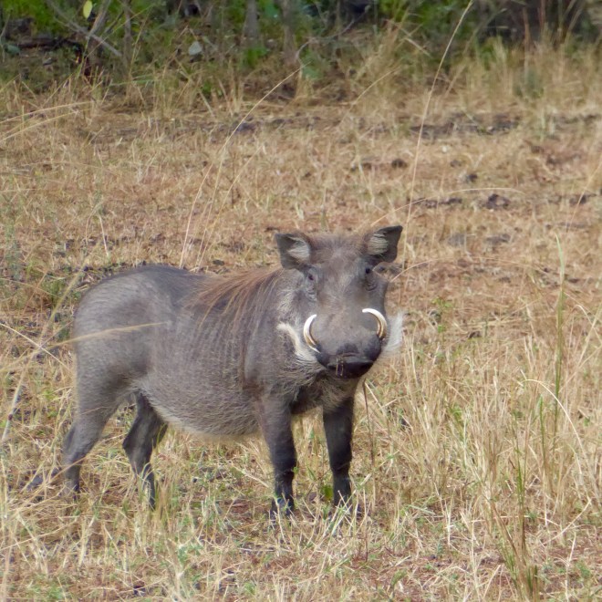 Warthog