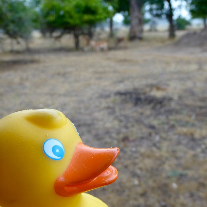 I, Zeb the Duck, am on this safari also