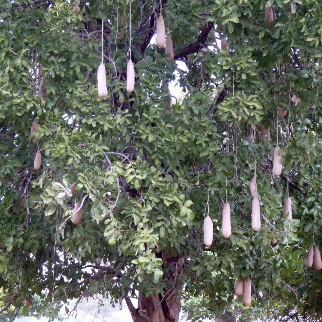 Sausage tree