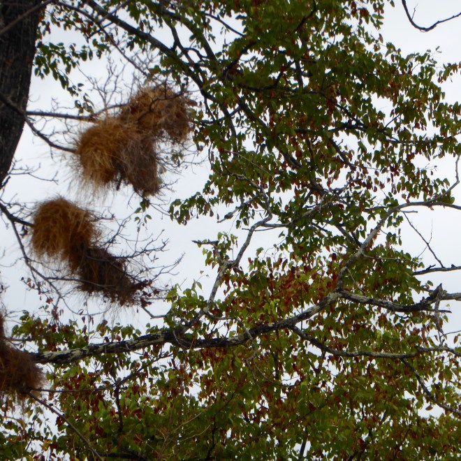 Nests of Weaver Birds