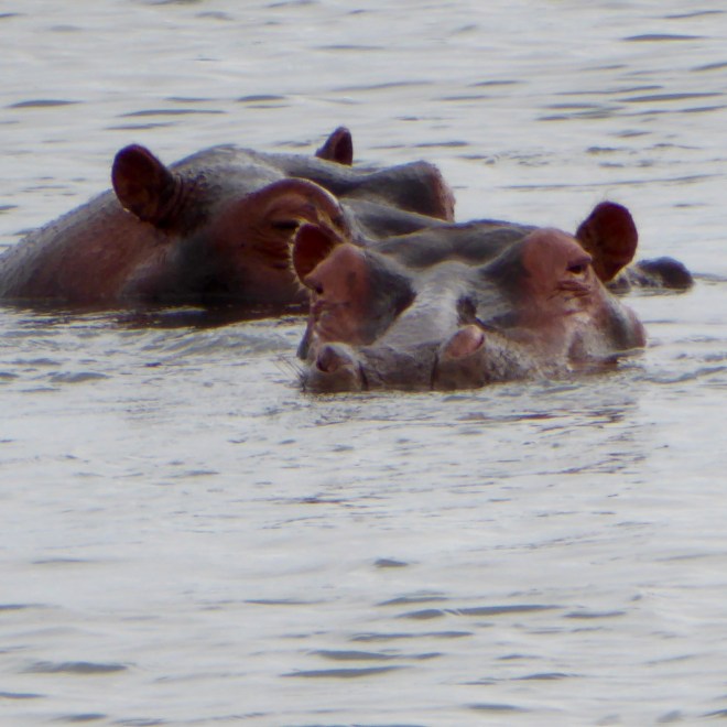 Hippos are always watching