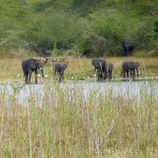 Elephants by Shire River