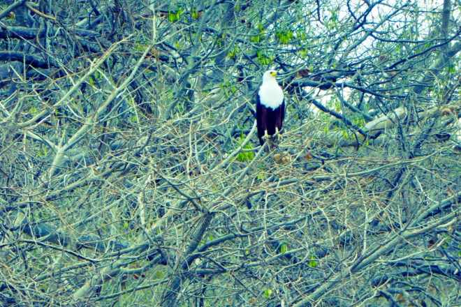 Fish eagle