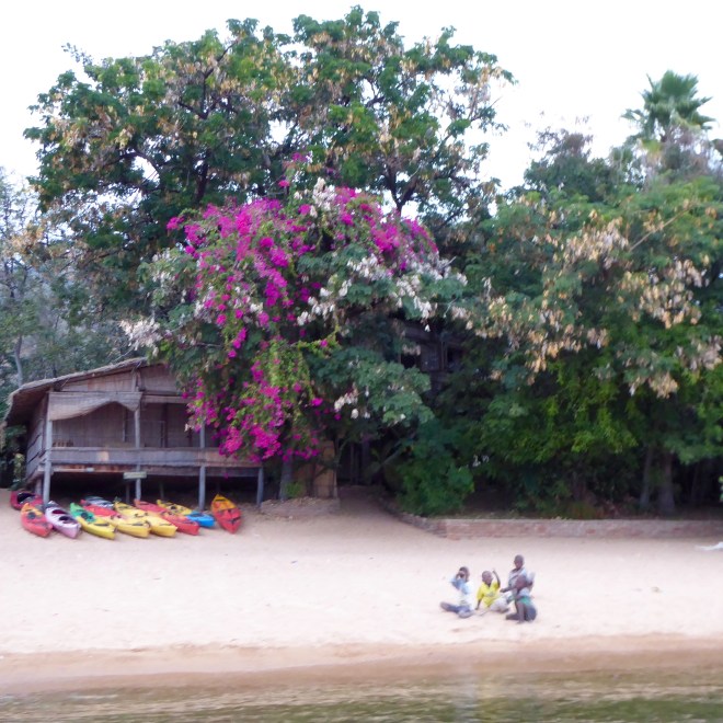 Colorful canoes and tree