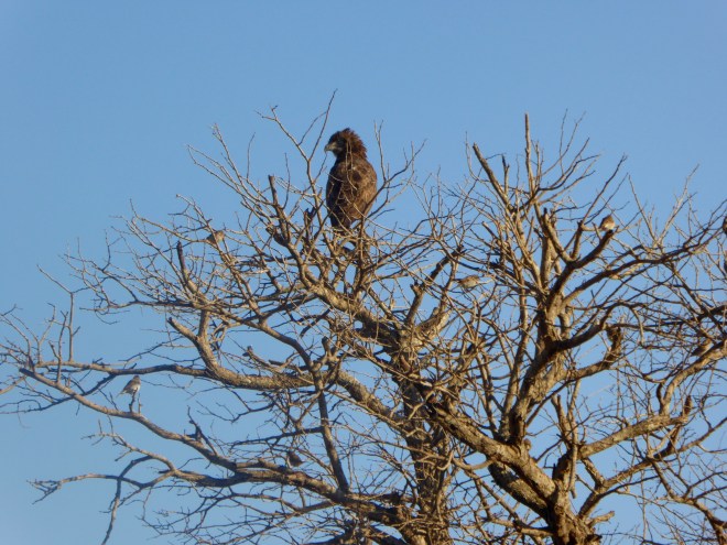 Brown Snake Eagle