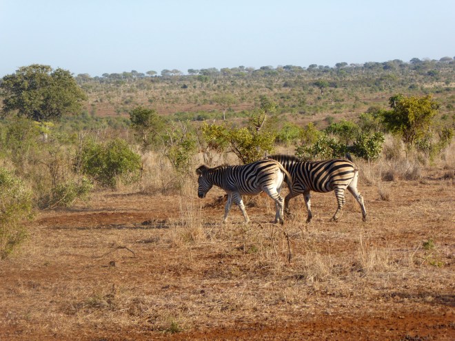 Zebras. The crossed right in front of us!