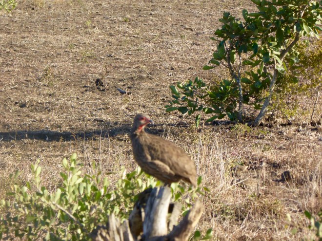 Bird with bright red neck