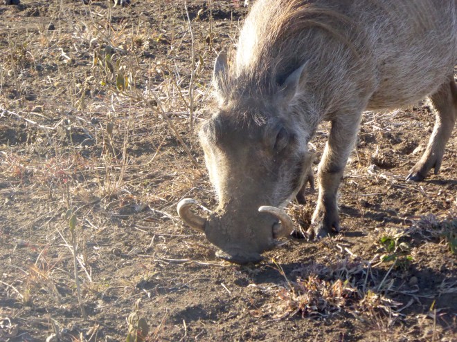 Warthog