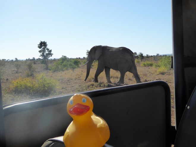 Elephants are really close