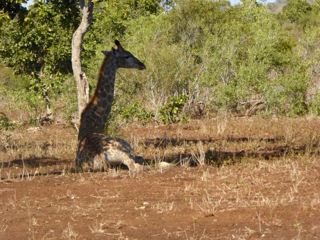 Giraffe at rest