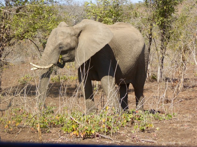 Elephant