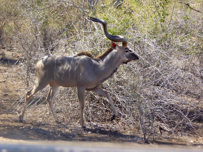 Kudu. Love those twisted horns