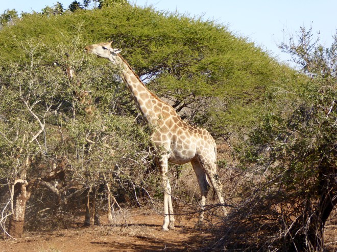 Giraffe enjoying a snack
