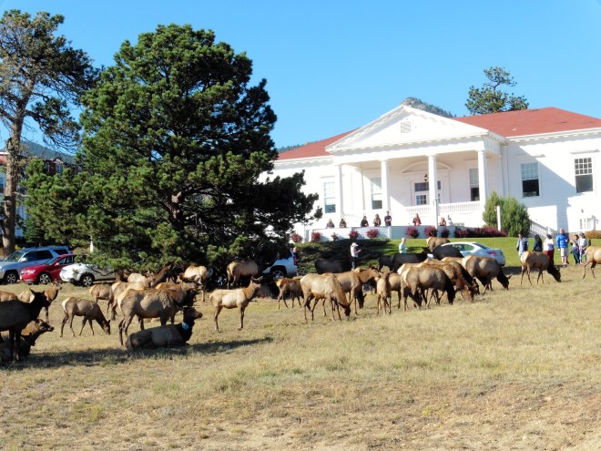 Elk herd on the Stanley lawn in 2014