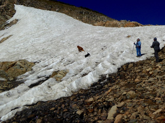 Dogs playing on glacier